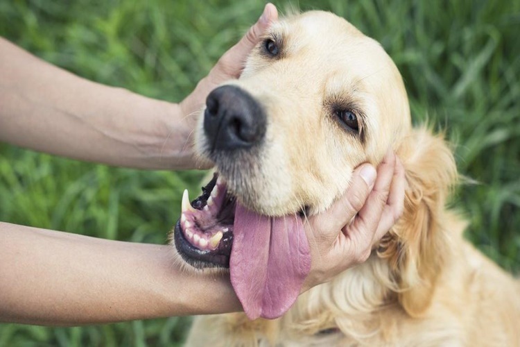 Köpek İğde Yer Mi?