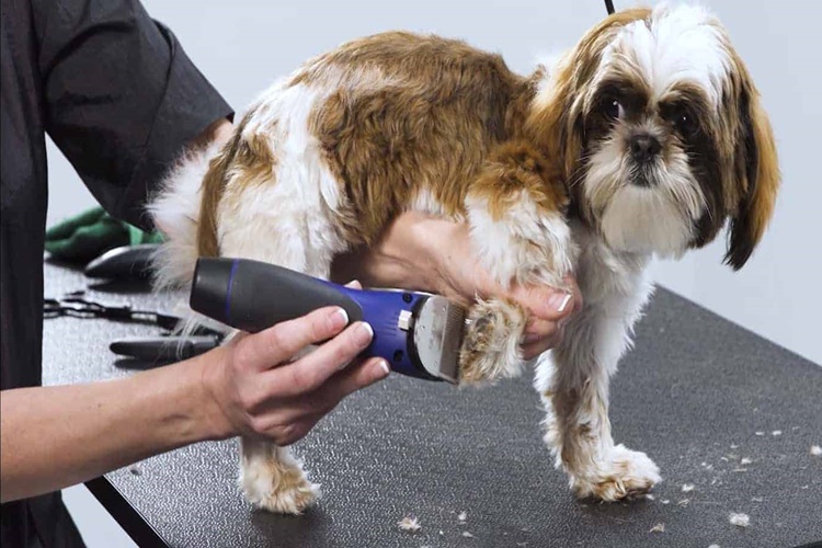 Köpek Ilk Traşını Ne Zaman Olmalı?