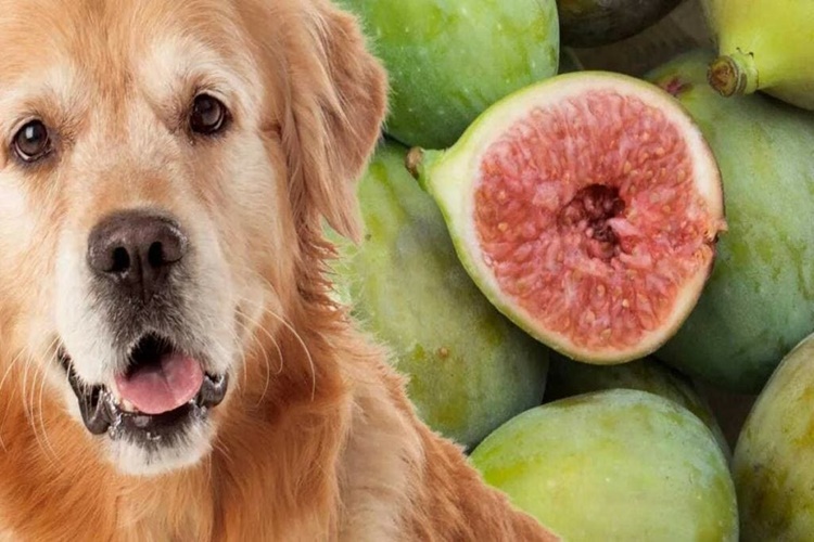 Köpek İncir Yer Mi?
