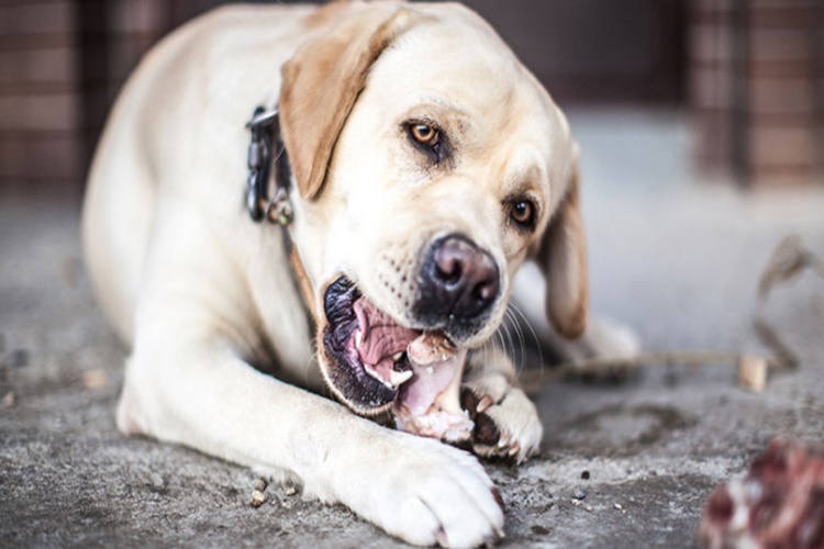 Köpek İnsanı Yer Mi?