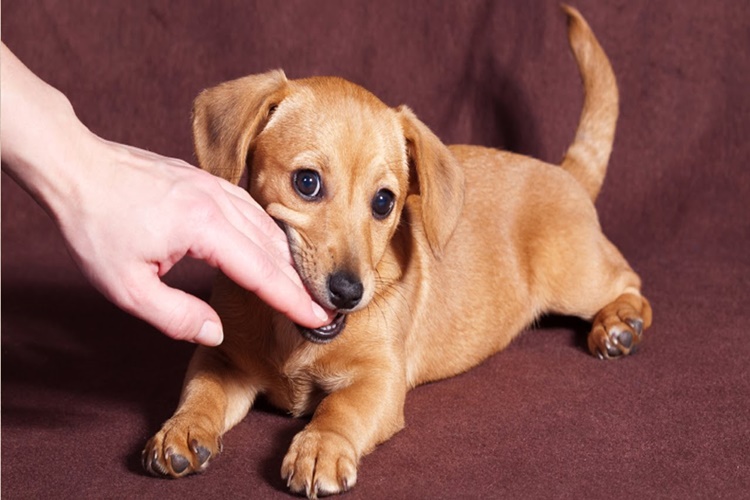 Köpek Isırığı İzi Polisliğe Engel Mi?