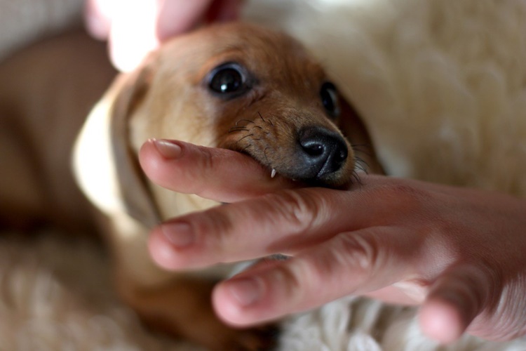 Köpek Isırığı Nasıl Tedavi Edilir?