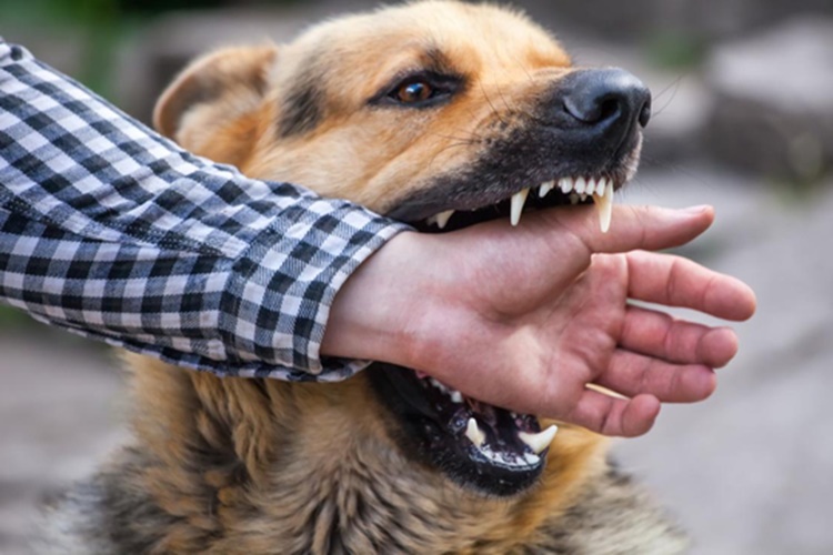 Köpek Isırması Baş Ağrısı Yapar Mı?
