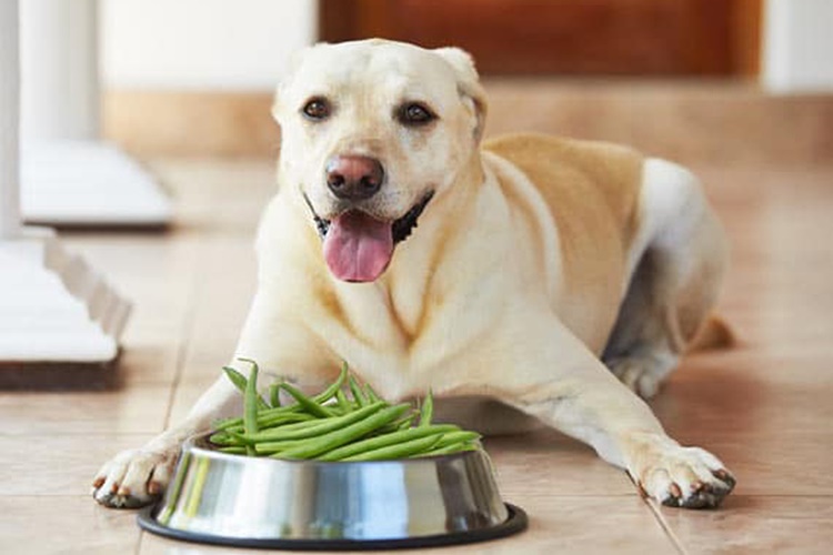 Köpek Ispanak Yer Mi?