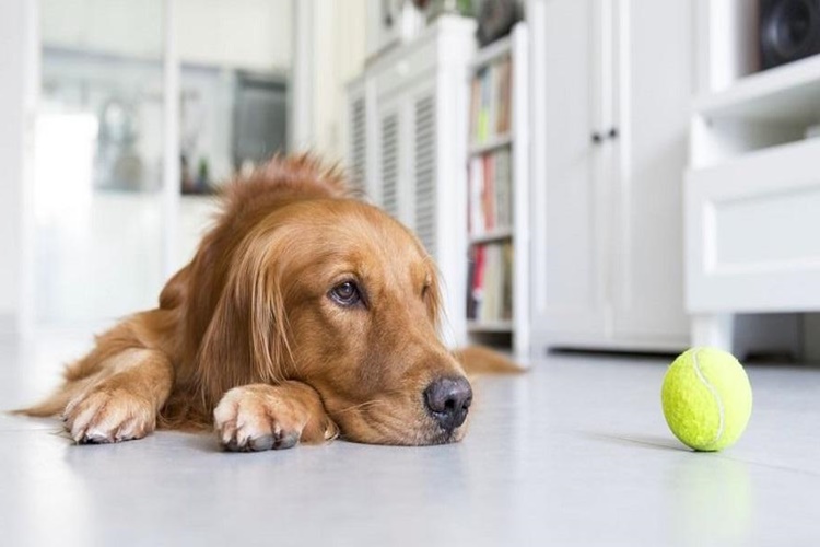 Köpek Jelibon Yer Mi?