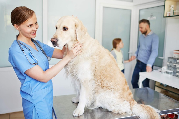 Köpek Kaç Aylıkken Adet Olur?