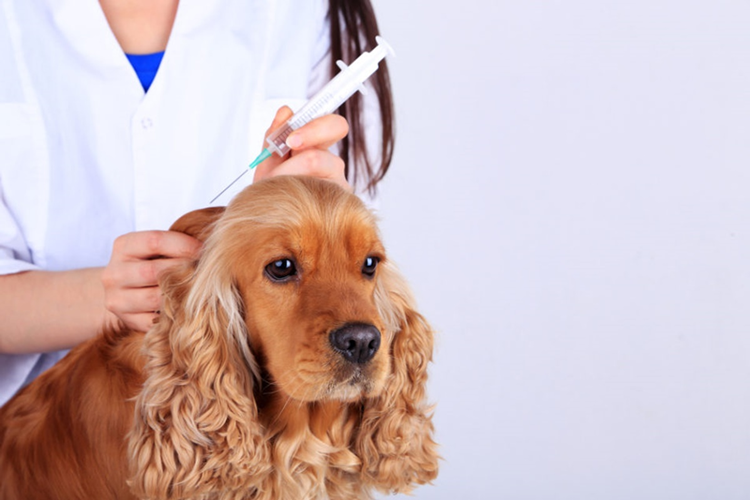 Köpek Karma Aşısı Fiyatı 2023 Ne Kadar?