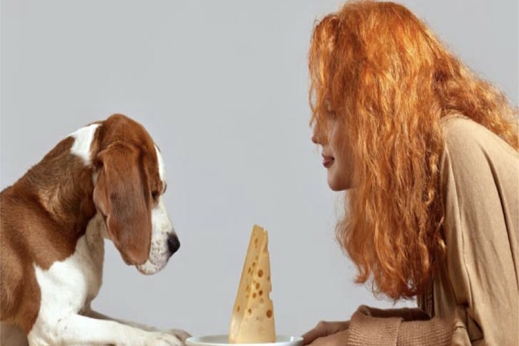 Köpek Kaşar Peyniri Yer Mi?