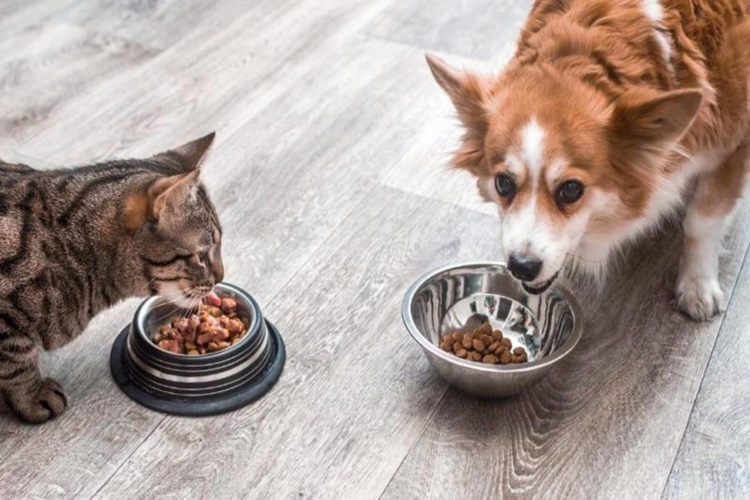 Köpek Kedi Maması Yer Mi?