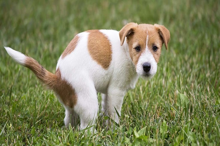 Köpek Kendi Dışkısını Yer Mi?