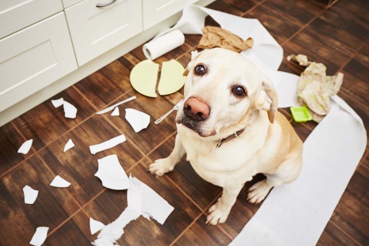 Köpek Kireç Yerse Ne Olur?