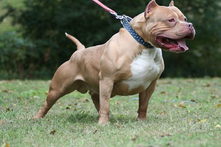 Köpek Kokusu Evden Nasıl Çıkar?