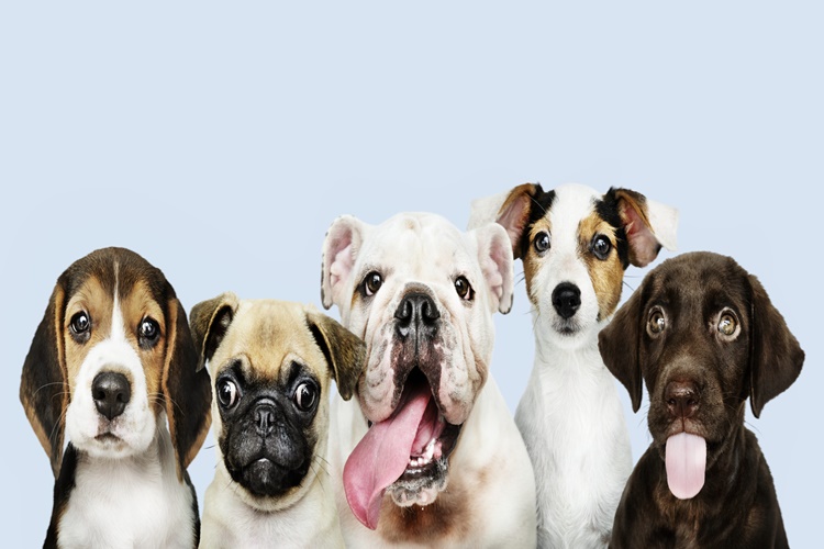 Köpek Korkunca Nasıl Sakinleştirilir?