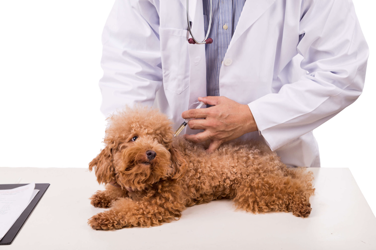 Köpek Kuduz Aşısı Fiyatı 2023 Ne Kadar?