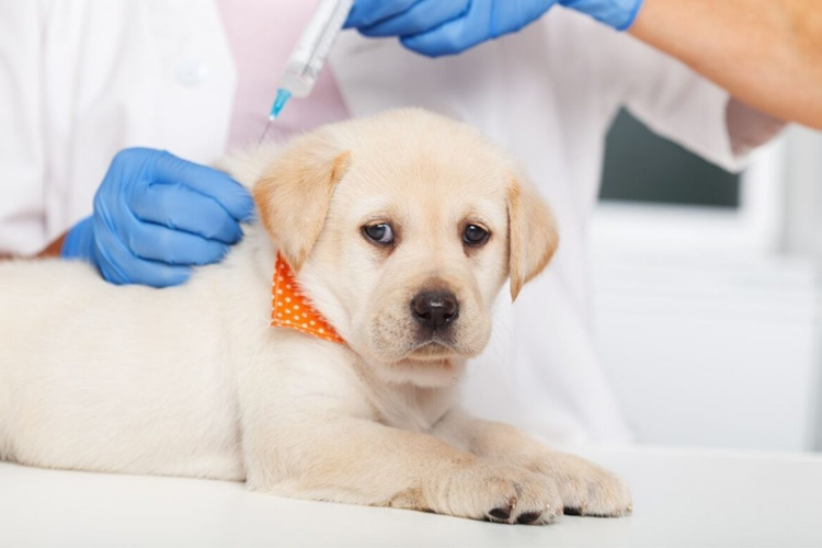 Köpek Kuduz Aşısı Fiyatı 2023 Ne Kadar?