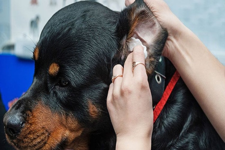 Köpek Kulak Temizliği Nasıl Yapılır?
