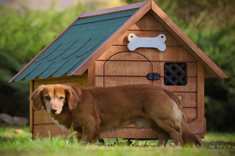 Köpek Kulübesi Isı Yalıtımı Nasıl Yapılır?