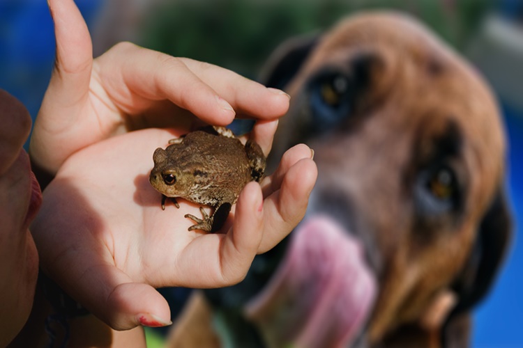 Köpek Kurbağa Yerse Ne Olur?