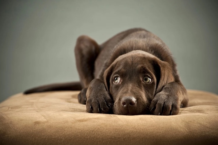 Köpek Kurtlu Mama Yerse Ne Olur?