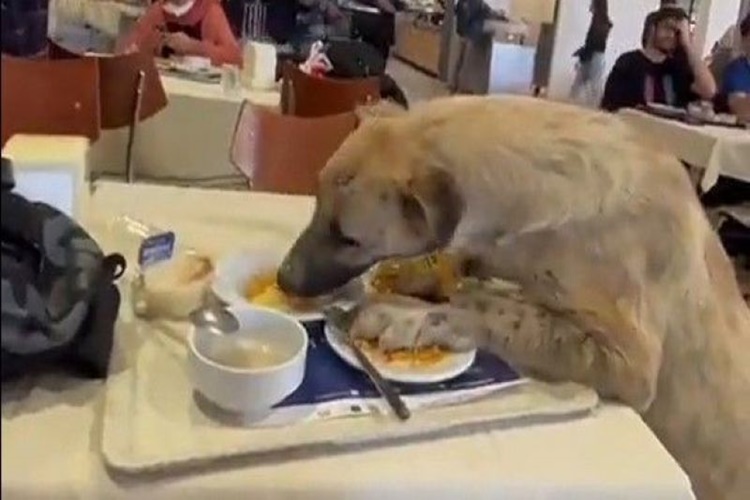 Köpek Kuru Fasulye Yer Mi?