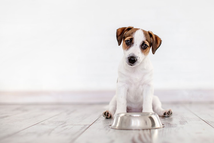Köpek Leblebi Yer Mi?