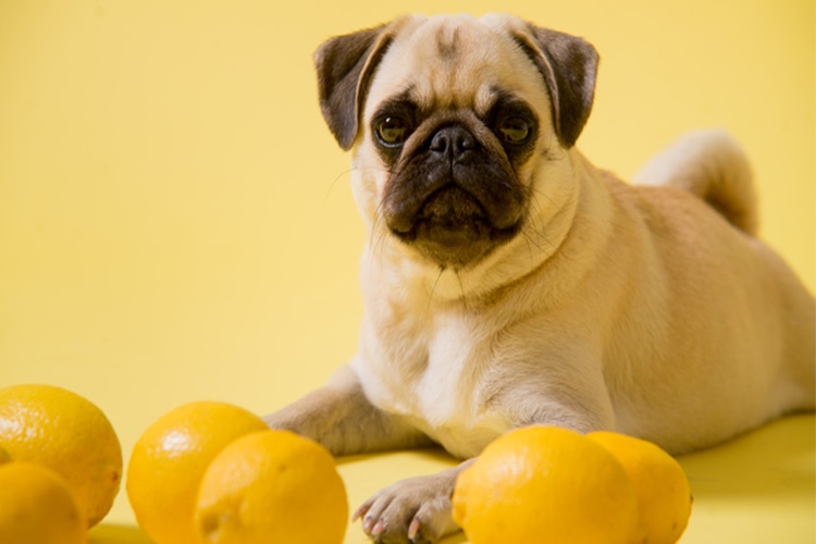 Köpek Limon Yer Mi?