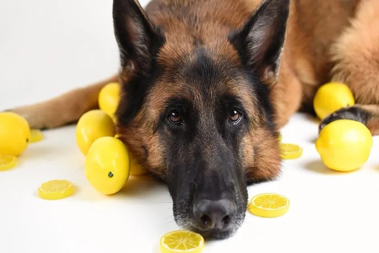 Köpek Limon Yerse Ne Olur?