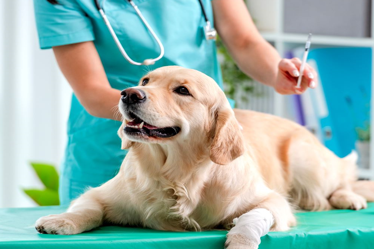 Köpek Lyme Aşısı Fiyatı 2023 Ne Kadar?