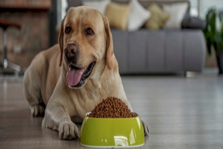 Köpek Maması Bayatlar Mı?