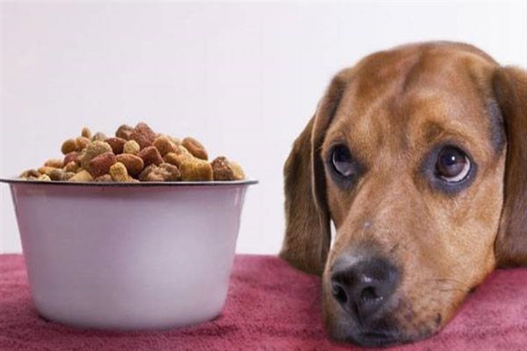 Köpek Maması Besin Değerleri Kaçtır?