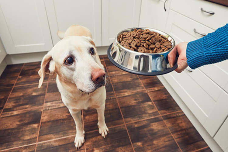 Köpek Maması Değerlendirmeleri Nedir?