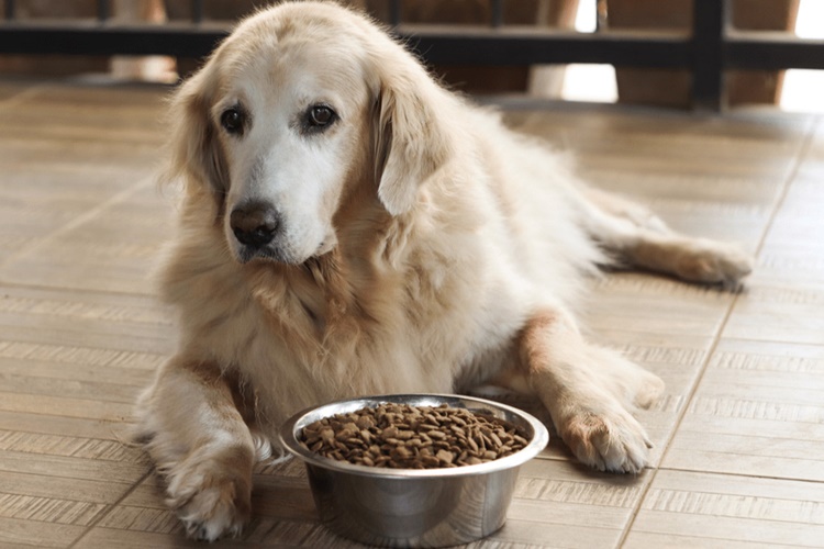 Köpek Maması Evde Nasıl Yapılır?