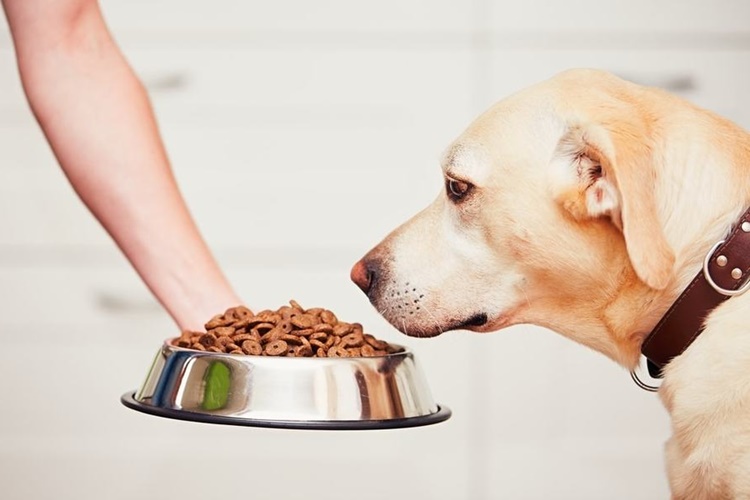 Köpek Maması Kediye Verilir Mi?
