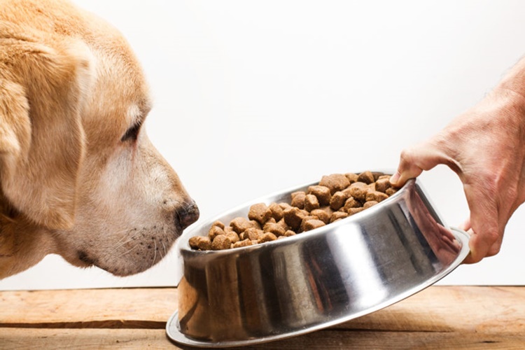 Kopek Mamasi Nasil Secilir Guncel Oku