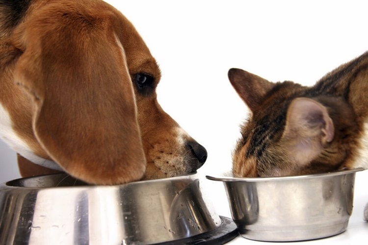 Köpek Mamasını Kedi Yerse Ne Olur?