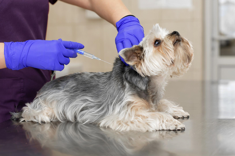 Köpek Mantar Aşısı Fiyatı 2023 Ne Kadar?