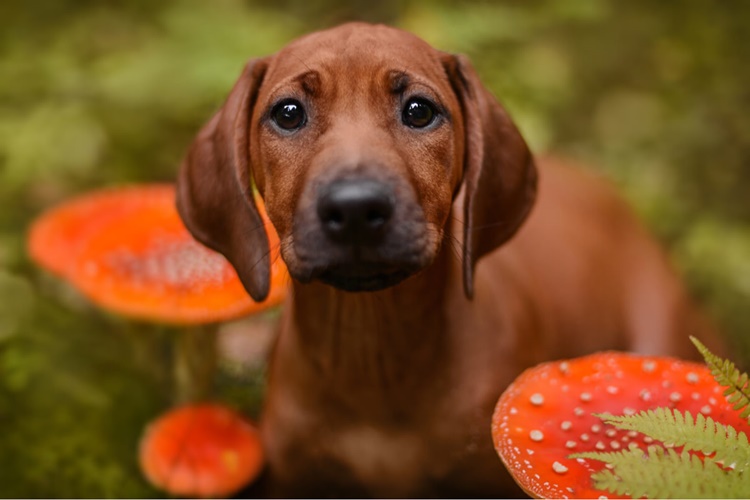 Köpek Mantar Yerse Ne Olur?