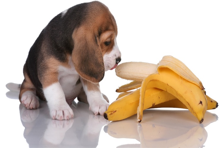 Köpek Muz Yerse Ne Olur?