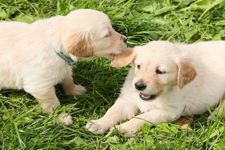Köpek Nane Yer Mi?