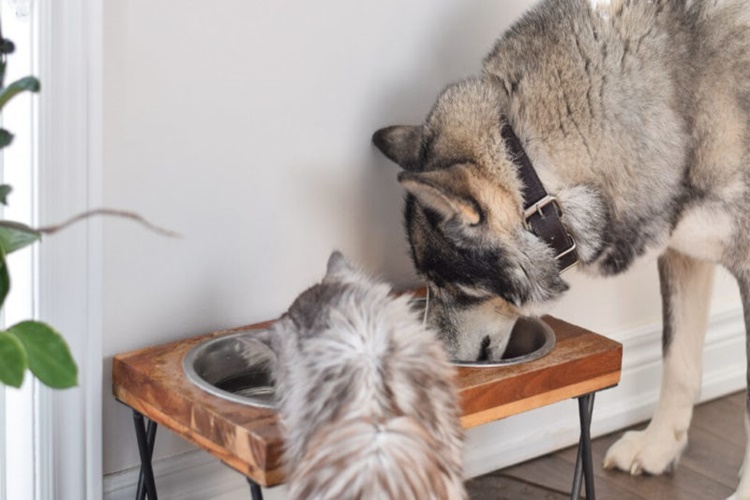 Köpek Nar Yer Mi?
