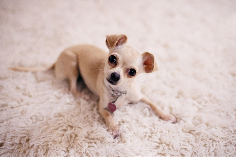 Köpek Nasıl Eğitilir?