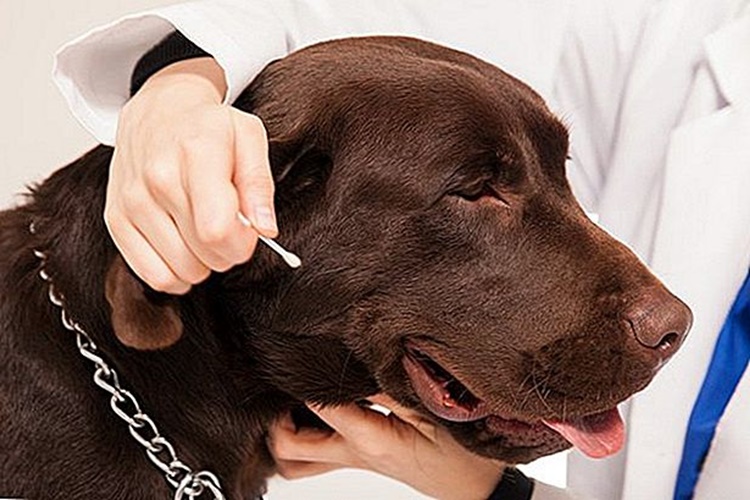 Köpek Nasıl Temiz Kokar?