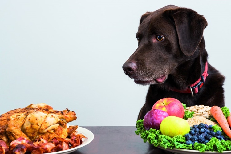 Köpek Ne Yerse Güçlü Olur?