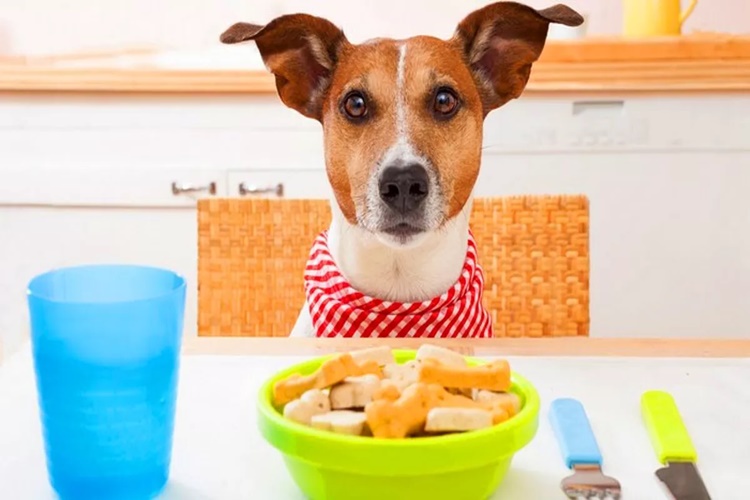 Köpek Ne Yerse Kilo Alır?