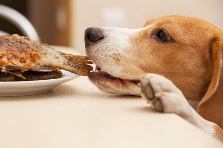 Köpek Ne Yerse Süt Yapar?