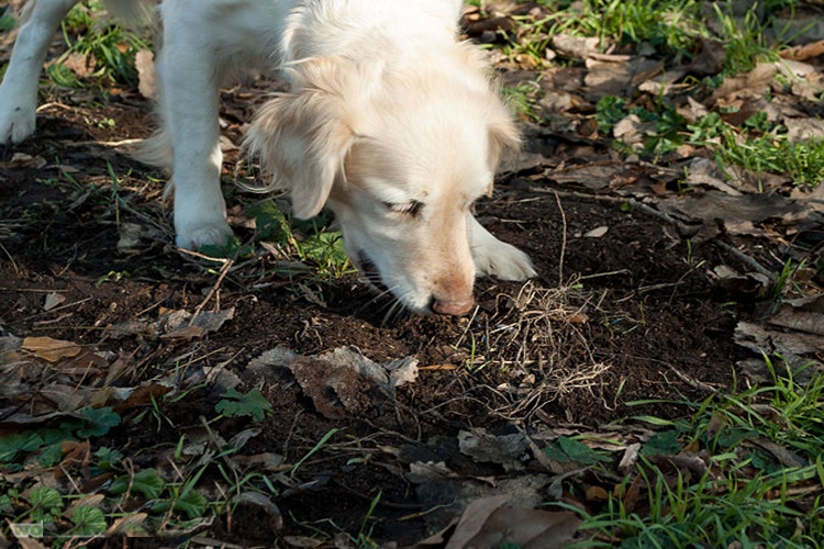 Köpek Odun Yer Mi?