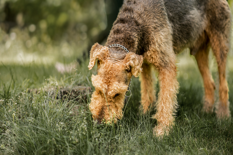 Köpek Örümcek Yerse Ne Olur?