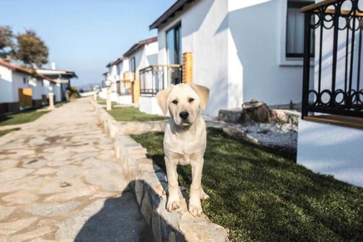 Köpek Oteli Açma Şartları Nelerdir?