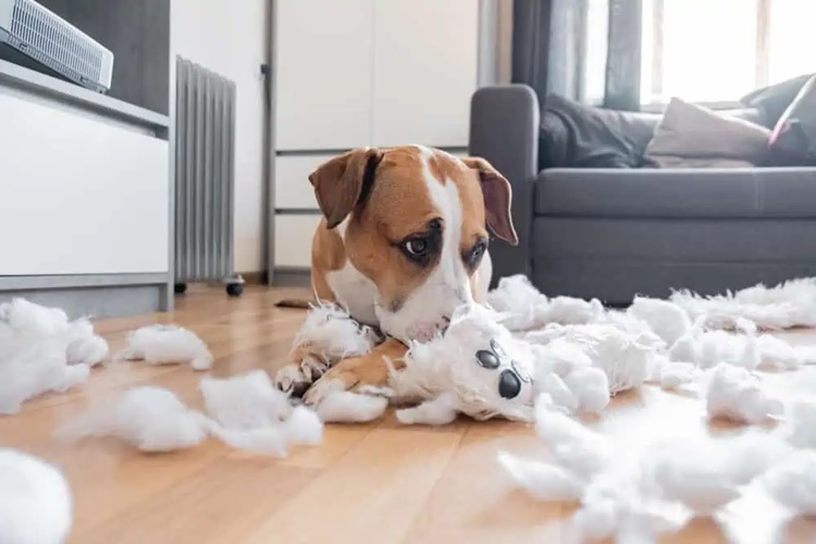 Köpek Pamuk Yerse Ne Olur?