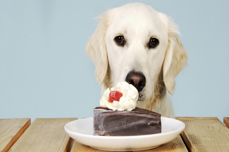 Köpek Pasta Yerse Ne Olur?